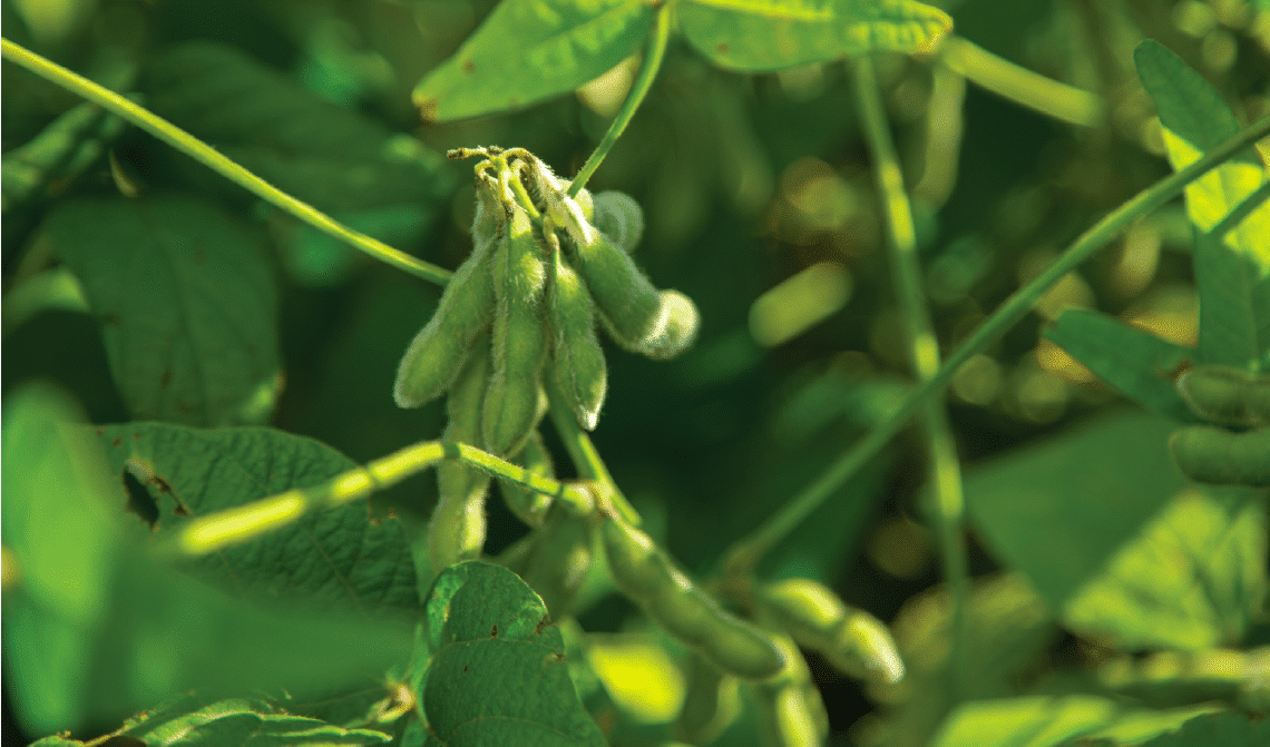 Survey Says LibertyLink Soybeans Top Growers' Lists Seed World